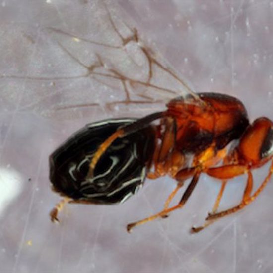 Tiny “Crypt-Keeper” Wasps Made into Zombies by Tinier Wasps