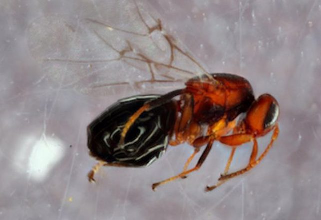 Tiny “Crypt-Keeper” Wasps Made into Zombies by Tinier Wasps