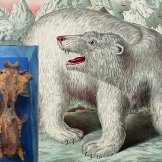 Huge, Unknown Skull Could Belong to Legendary ‘Weasel Bear’