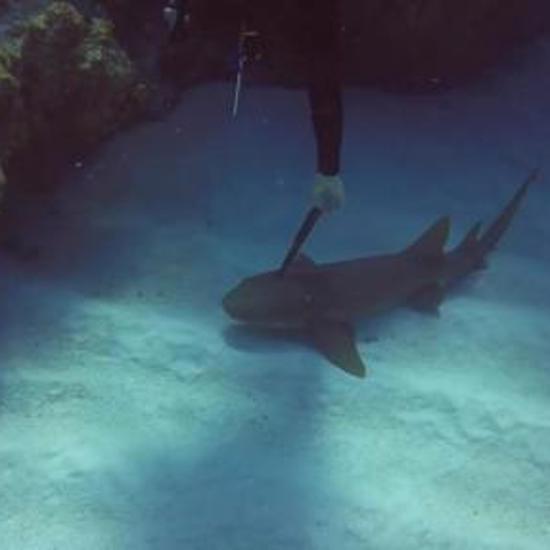 Shark Approaches Diver to Pull Knife From Its Head