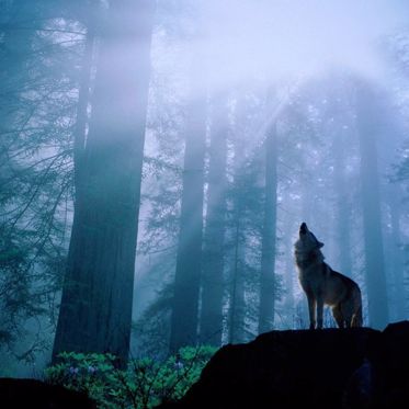 A Shape-Shifting Wolf In Texas