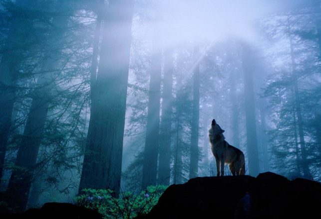 A Shape-Shifting Wolf In Texas