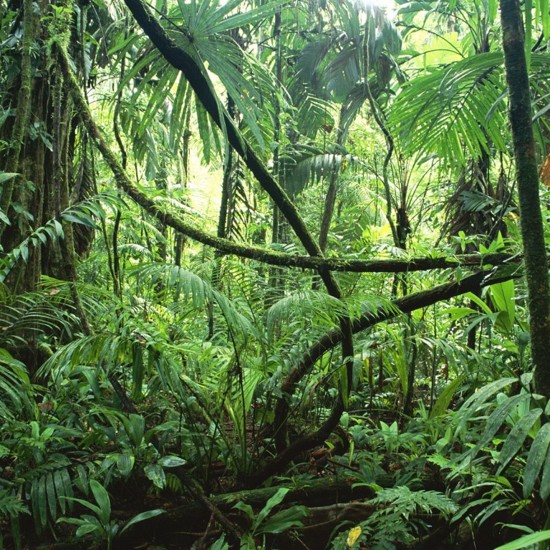 The Amazon is an Ancient Ecological Engineering Project