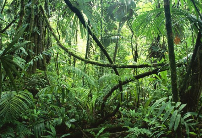 The Amazon is an Ancient Ecological Engineering Project