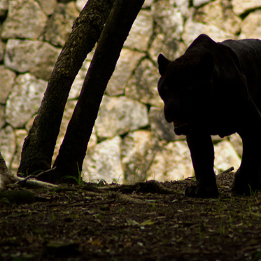 Huge Mystery Beast Roaming Scottish Highlands Eating Sheep