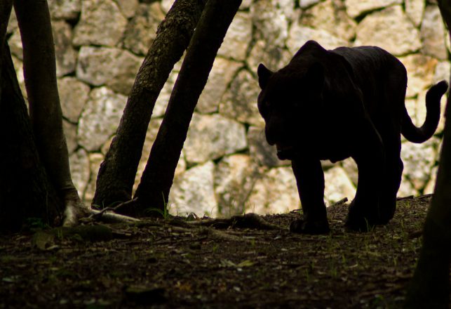 Huge Mystery Beast Roaming Scottish Highlands Eating Sheep