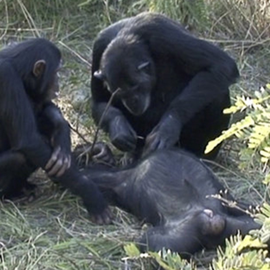 First Sighting of Chimpanzees Performing Mortuary Ritual