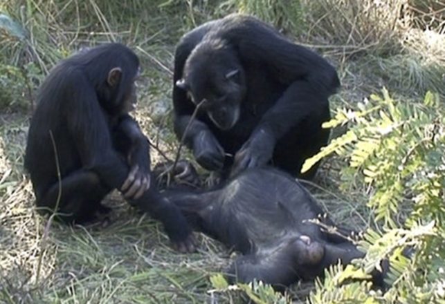 First Sighting of Chimpanzees Performing Mortuary Ritual