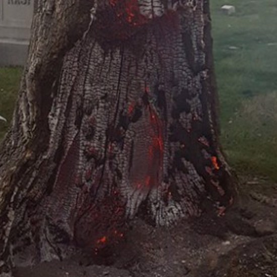 Burning Tree Fuels Flames of Demonic Belief