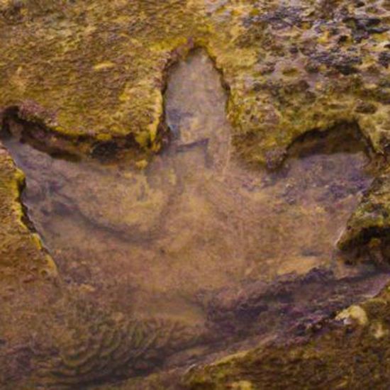 World’s Largest Dinosaur Tracks Confirm Aboriginal Creation Story