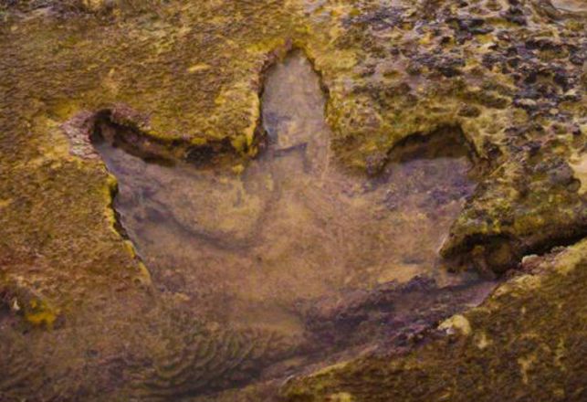 World’s Largest Dinosaur Tracks Confirm Aboriginal Creation Story