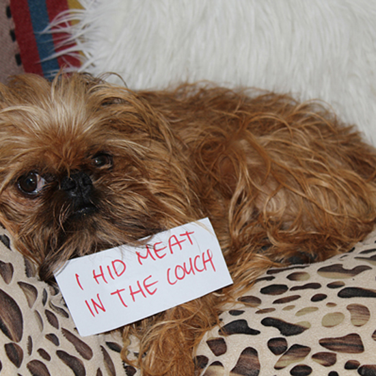 Science Proves Your Dog is Lying to You