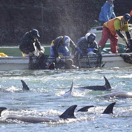 Sicilian Fishermen Are Being Terrorized by Dolphins