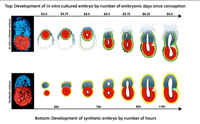 embryodevelpoment e1488739385107