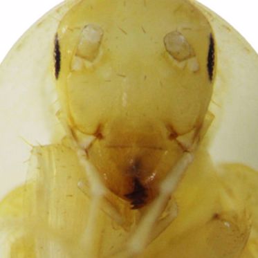 Bizarre Cockroach With a Halo Found in Vietnamese Cave