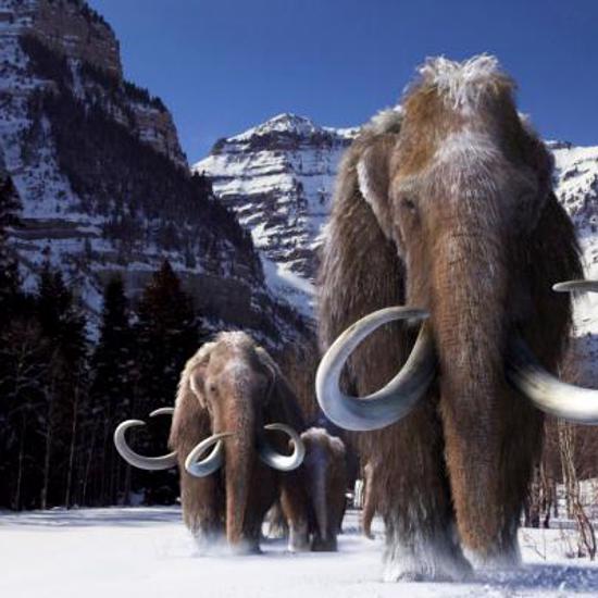 The Last Woolly Mammoth Was Neither Woolly Nor Mammoth