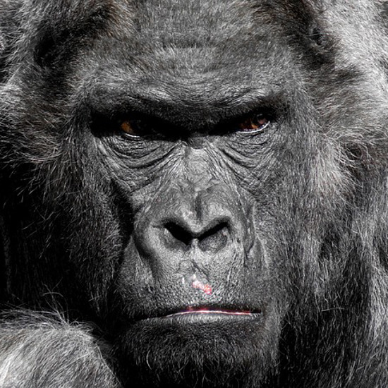 “A surviving form of a giant ape”