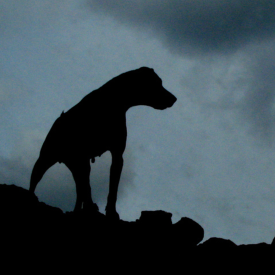 Hounds of the Baskervilles: Real Life Myths and Mysteries of Dartmoor’s Famous “Hound Tor”