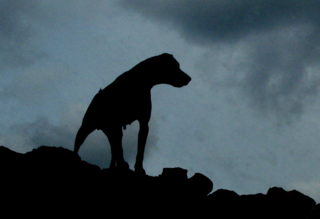 Hounds of the Baskervilles: Real Life Myths and Mysteries of Dartmoor’s Famous “Hound Tor”