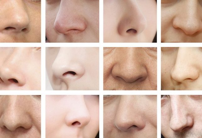 Your Nose is Shaped by the Climate