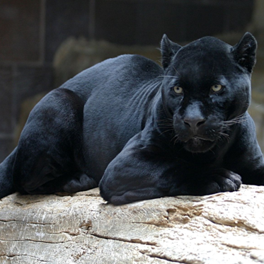 No Smiles in Cheshire as Many Report Seeing Huge Alien Black Cats