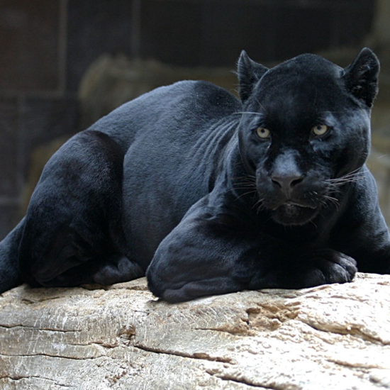 Black Panthers in the Ozarks? Sightings Continue as Officials Say “No Way”