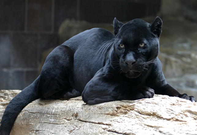 Black Panthers in the Ozarks? Sightings Continue as Officials Say “No Way”