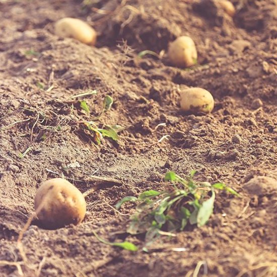 Good News: Potatoes Can Grow on Mars