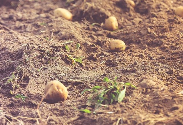 Good News: Potatoes Can Grow on Mars