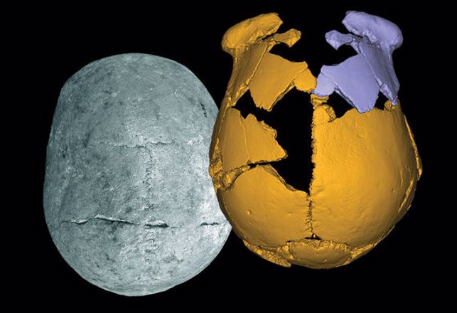 Mystery Skulls May Belong to Unknown Race of Ancient Humans