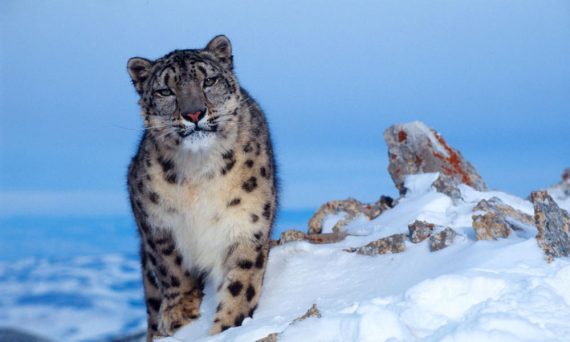 snow leopard 570x342