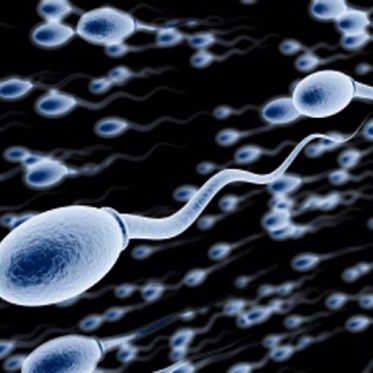 Scientists Solve Mystery of Sperm Cell Swimming Stroke