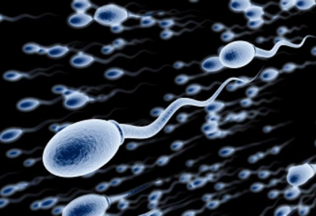 Scientists Solve Mystery of Sperm Cell Swimming Stroke