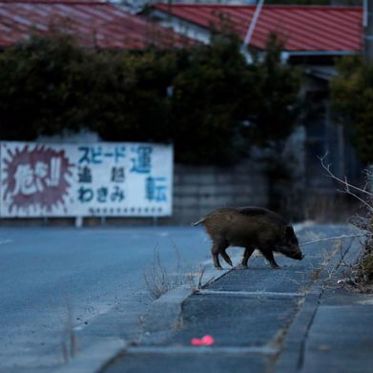 Radioactive Boars Rule Over Fukushima Towns