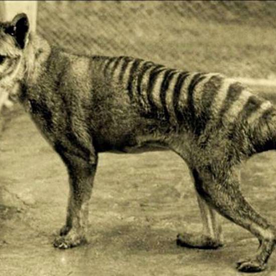 Hunt for Tasmanian Tiger Moves to Cape York After Sightings