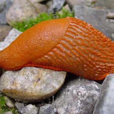 Cannibal Superslugs Invade Great Britain