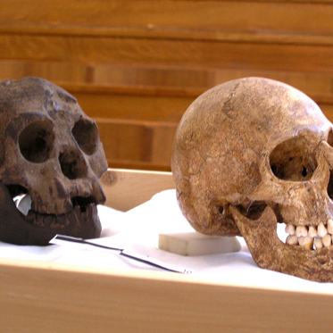 Here be Hobbits! Why Homo Floresiensis Should Help Encourage Open-Mindedness in Anthropology