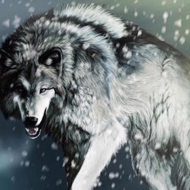 The Mysterious Wolves of Japan’s Far North