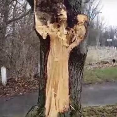 Many See Image of White Lady Ghost in Tree Near Her Castle