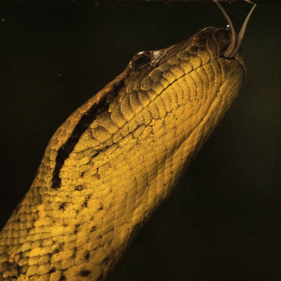 The Mother of the Water: In Search of Percy Fawcett’s ‘Monster’ Anaconda
