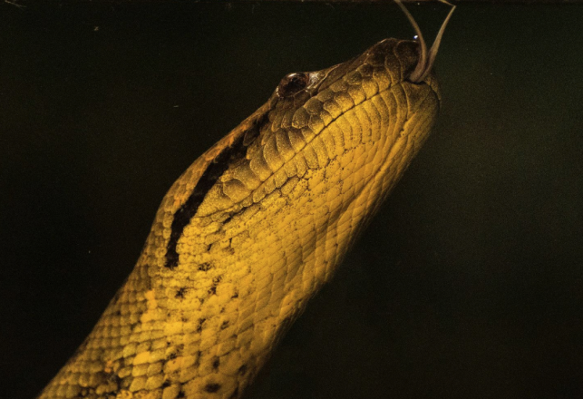 The Mother of the Water: In Search of Percy Fawcett’s ‘Monster’ Anaconda