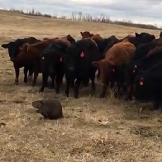 Canadian Beaver Mysteriously Herds 150 Cattle