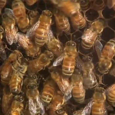 Bees Kill Pit Bull to Avenge Beekeeper Taking Honey