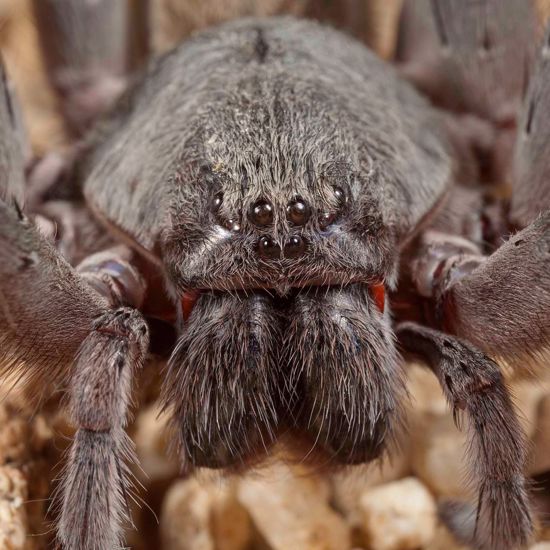 Giant Venomous Cave Spider and Cure for Arachnophobia Found