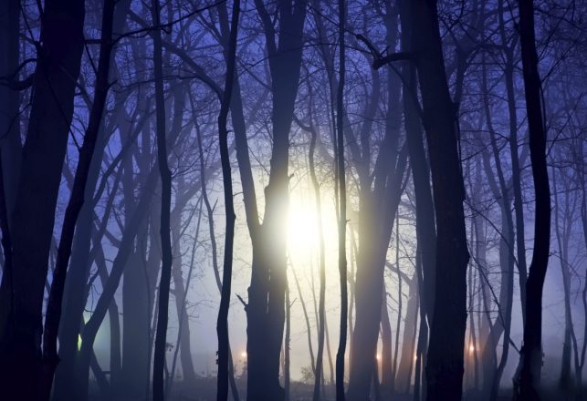 UFOs and Aliens in Declassified U.S. Forest Service Reports