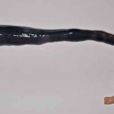 Bizarre Giant Shipworms Discovered Living in Philippines