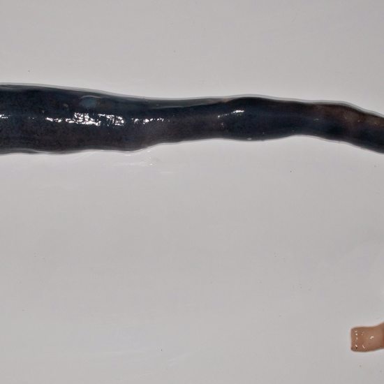 Bizarre Giant Shipworms Discovered Living in Philippines