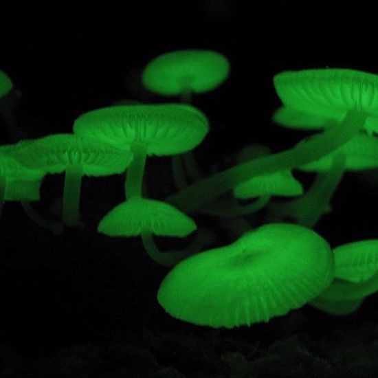 The Secret of Glow-in-the-Dark Mushrooms