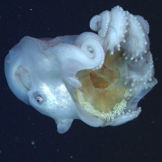 Rare Deep-Sea Octopuses Seen Wearing Jellyfish Corpses as Masks