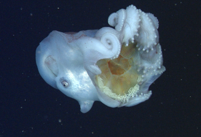 Rare Deep-Sea Octopuses Seen Wearing Jellyfish Corpses as Masks